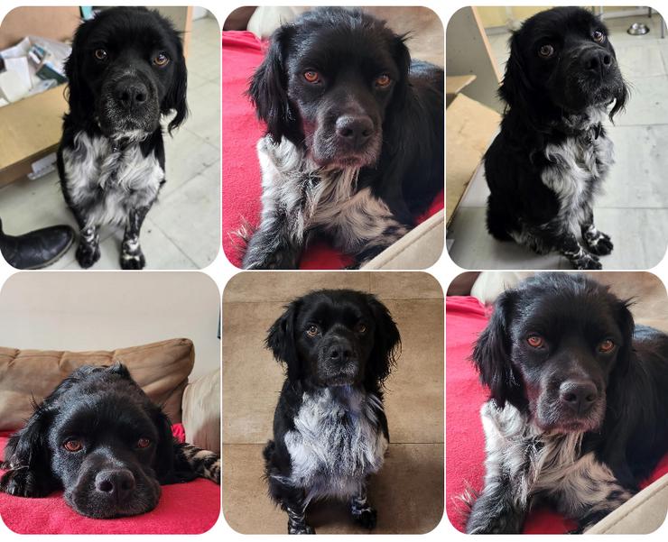 Brook – feiner Beobachter mit großem Herz