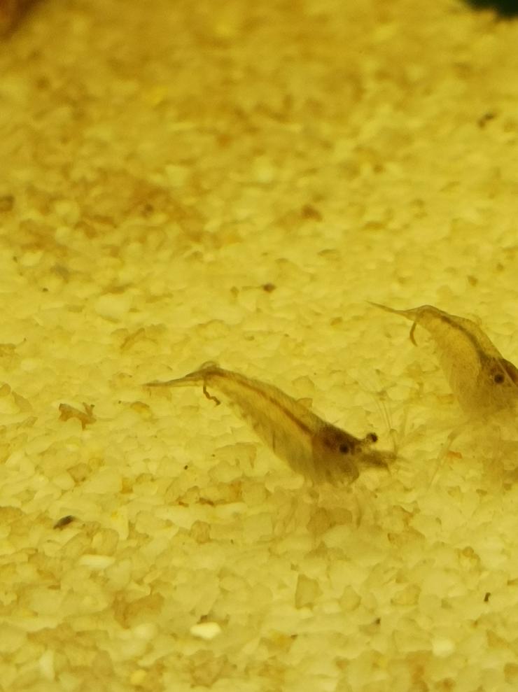  Sulawesi-Inlandsgarnele (Caridina pareparensis parvidentata) - Fische - Bild 1
