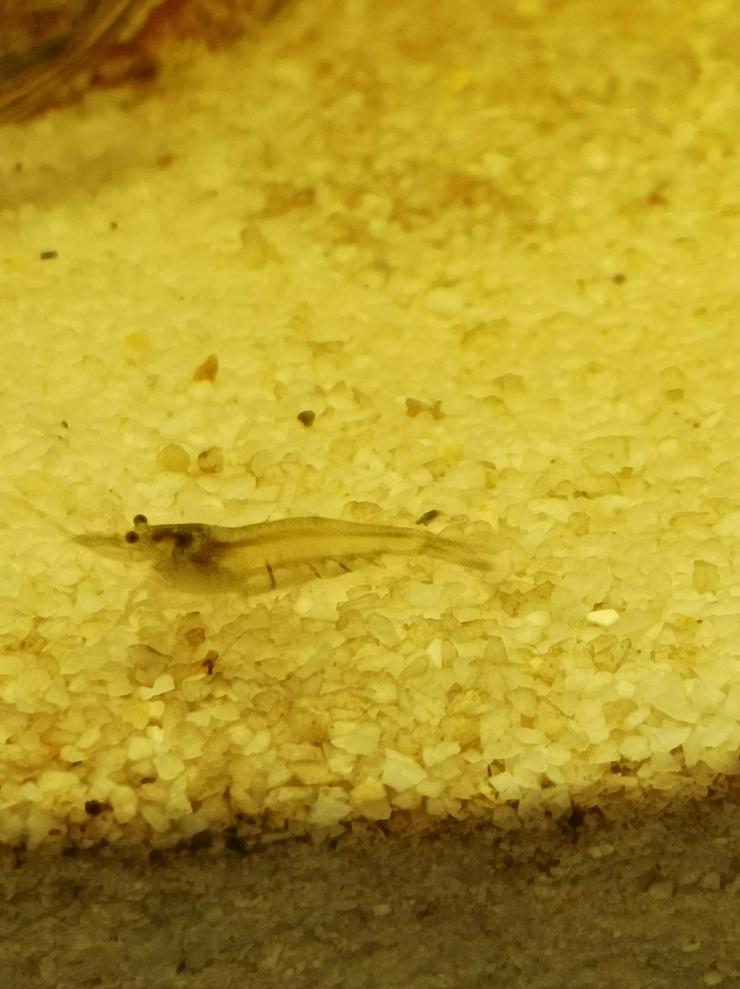 Bild 3:  Sulawesi-Inlandsgarnele (Caridina pareparensis parvidentata)