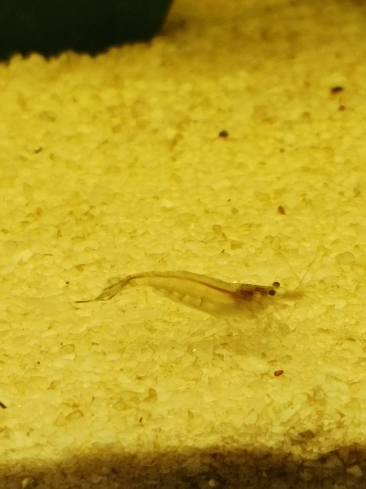 Bild 2:  Sulawesi-Inlandsgarnele (Caridina pareparensis parvidentata)