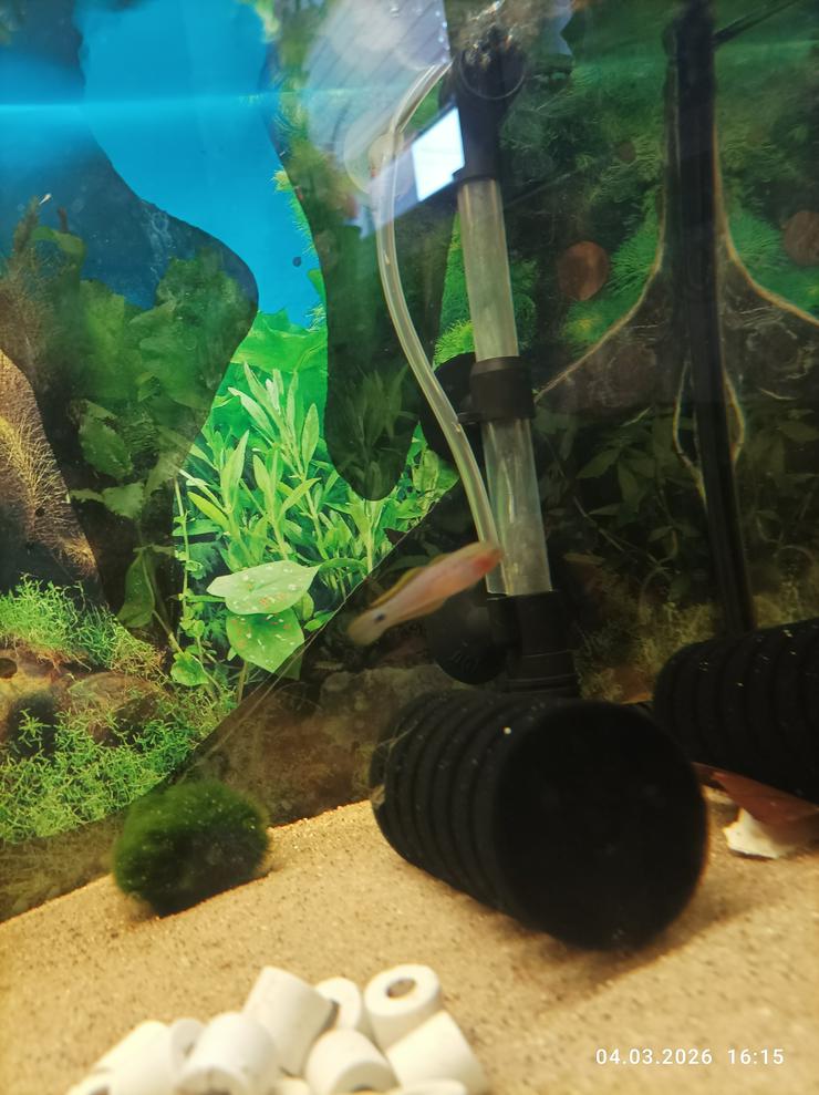 Bild 2:  2 x Pastellgrundel Tateurndina ocellicauda