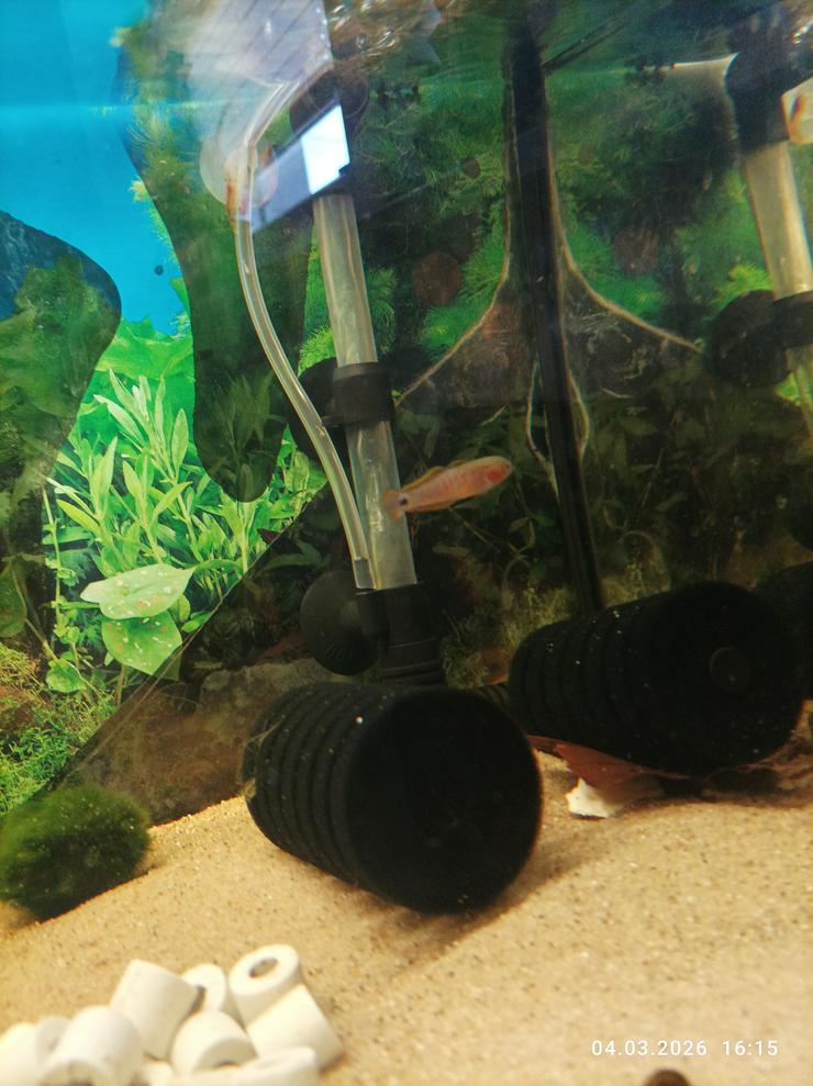  2 x Pastellgrundel Tateurndina ocellicauda - Fische - Bild 1