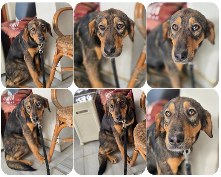 Auguste – Hündin voller Lebensfreude