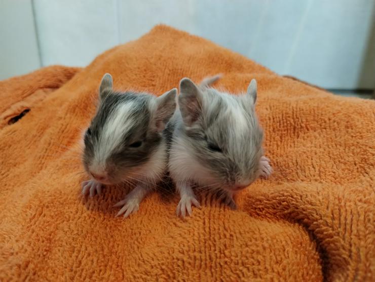 Bild 4: Wunderschöne Degu Kids in vielen Farben suchen bald ein zu Hause