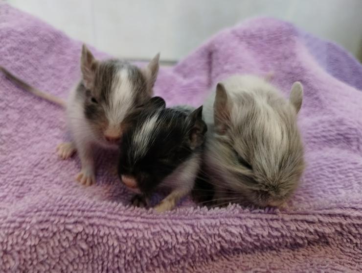 Bild 2: Wunderschöne Degu Kids in vielen Farben suchen bald ein zu Hause