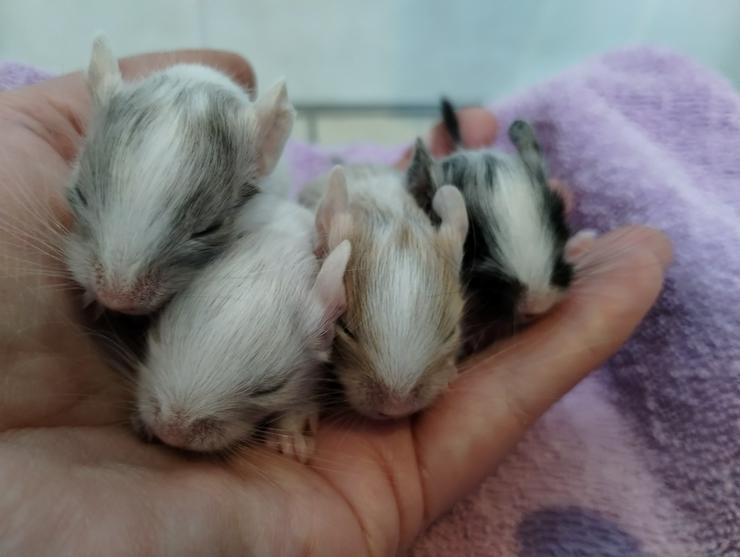 Bild 3: Wunderschöne Degu Kids in vielen Farben suchen bald ein zu Hause