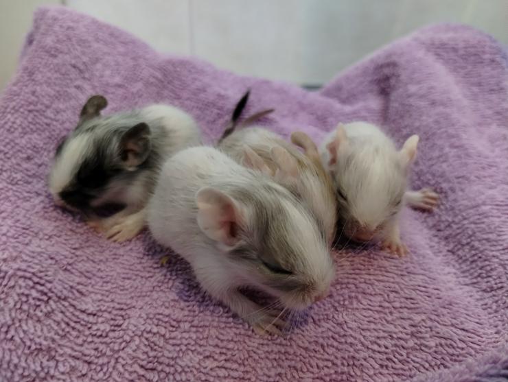 Bild 5: Wunderschöne Degu Kids in vielen Farben suchen bald ein zu Hause