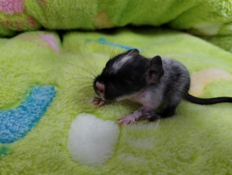 Bild 6: Wunderschöne Degu Kids in vielen Farben suchen bald ein zu Hause
