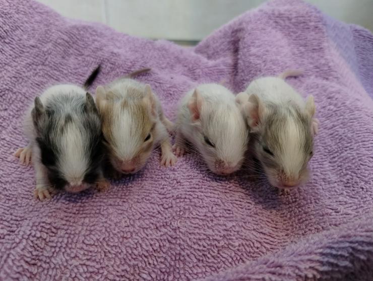 Bild 7: Wunderschöne Degu Kids in vielen Farben suchen bald ein zu Hause