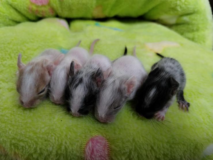 Wunderschöne Degu Kids in vielen Farben suchen bald ein zu Hause