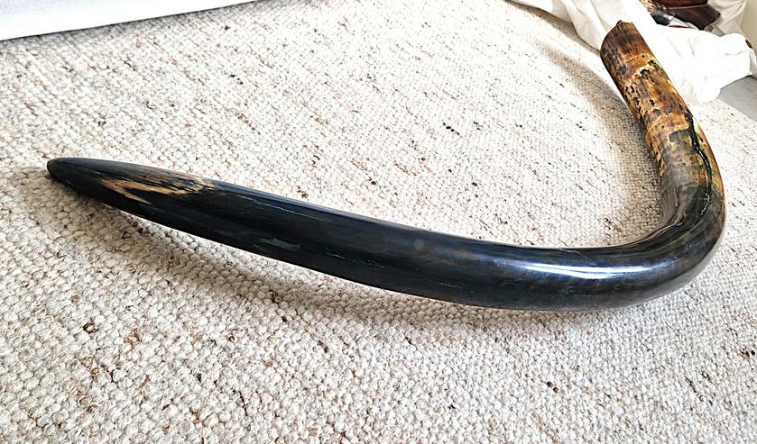 Bild 3: Mammutstoßzahn für Sammler,Mammoth Tusk,Antik,Sammlerobjekt,Eiszeit Fossilien