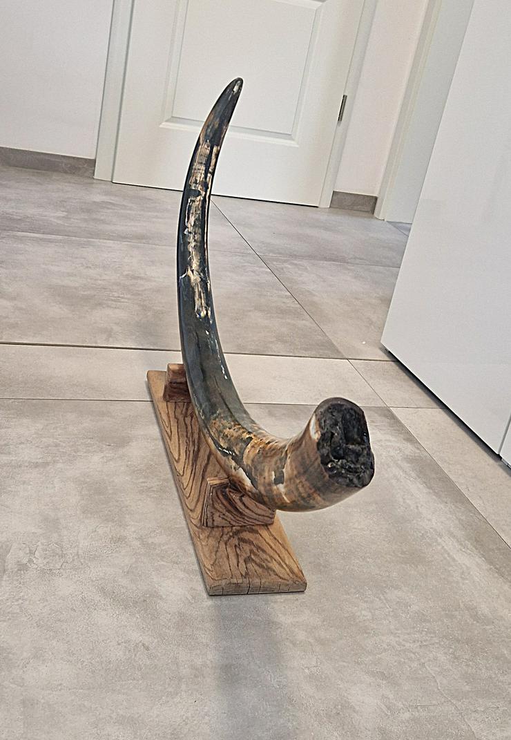 Bild 2: Mammutstoßzahn für Sammler,Mammoth Tusk,Antik,Sammlerobjekt,Eiszeit Fossilien