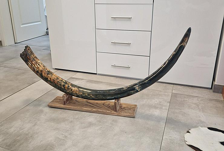 Mammutstoßzahn für Sammler,Mammoth Tusk,Antik,Sammlerobjekt,Eiszeit Fossilien