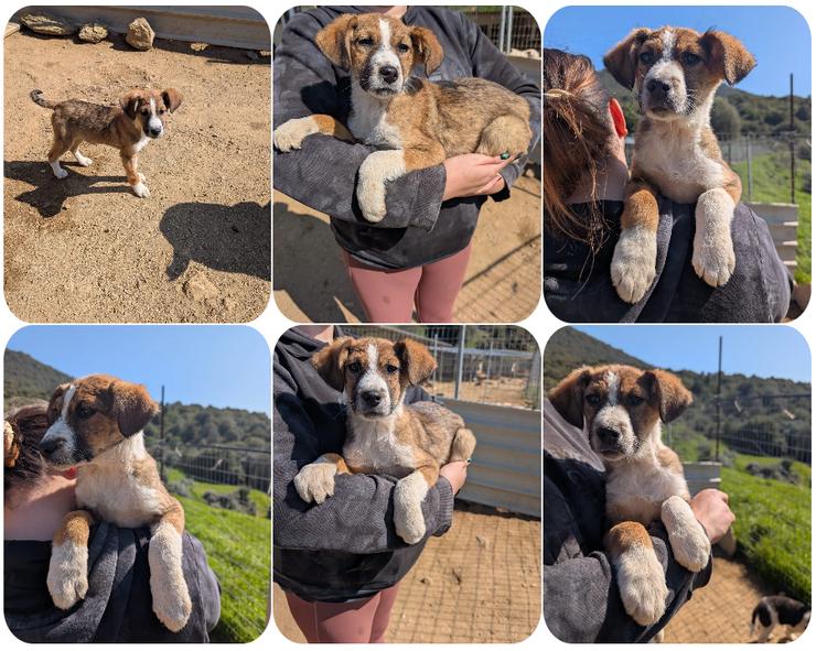 Pitou – mittendrin statt nur dabei