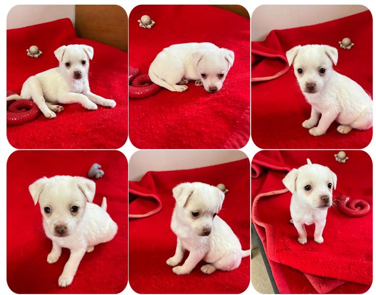 Tolli – kleine Forscherin