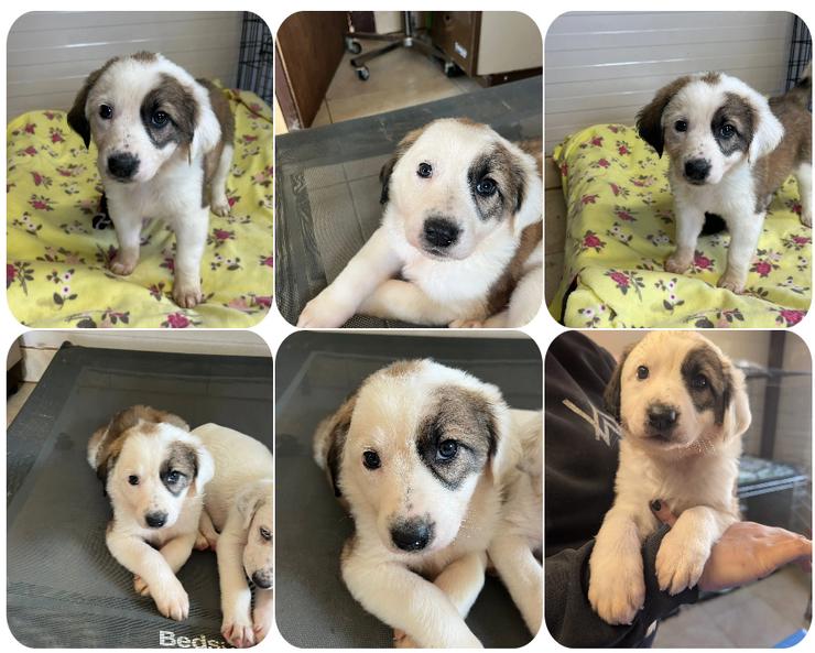 Tatsi – neugieriges Fräulein mit süßem Augenfleck