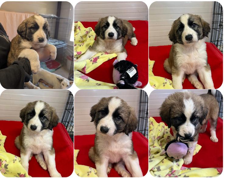 Laura Bassi – neugieriges Hundemädchen mit sanftem Gemüt