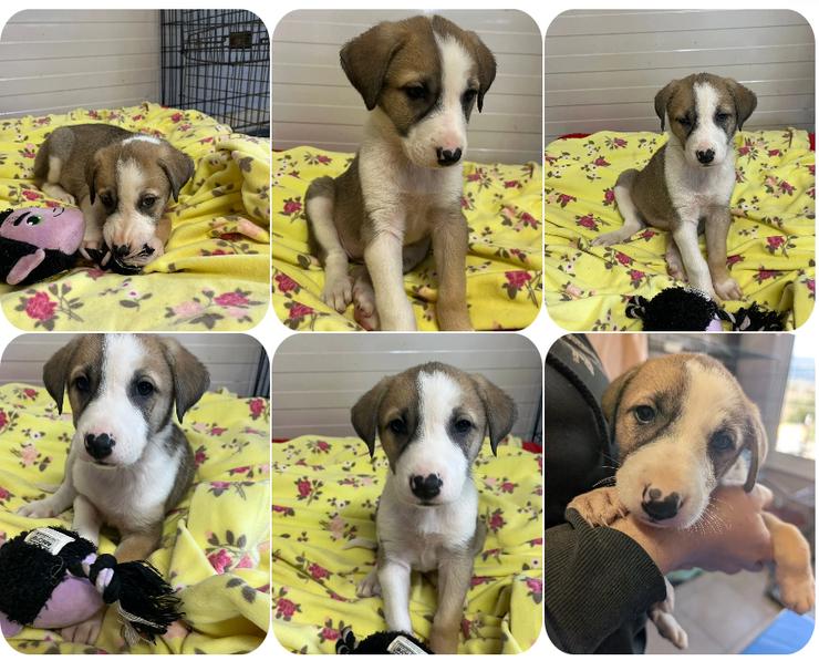 Gesine – kleines Hundemädchen 