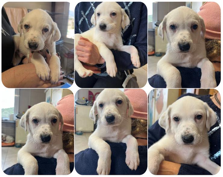 Babis – kleiner Strahlemoment auf vier Pfoten