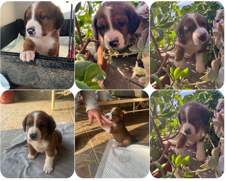 Bear - kleiner Kämpfer sucht sein großes Glück