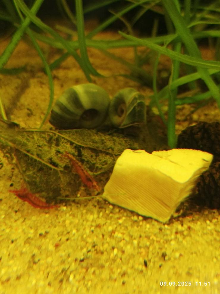 Schöne Red-Fire Jungtiere