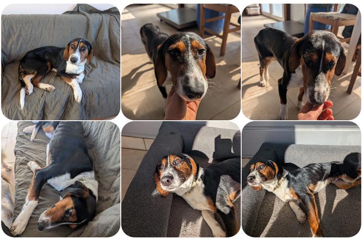 Kaami – ein freundlicher, sanfter Jagdhund-Mix - Mischlingshunde - Bild 1