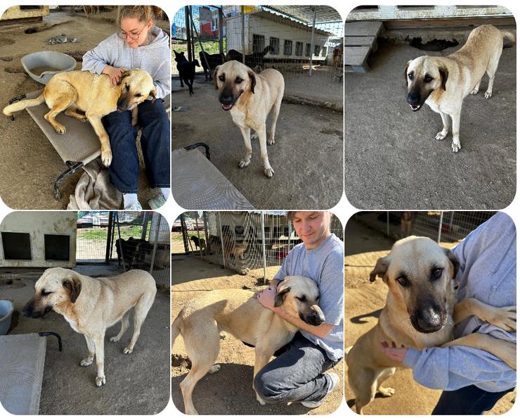 Brunella – freundliche Hündin mit Herz 