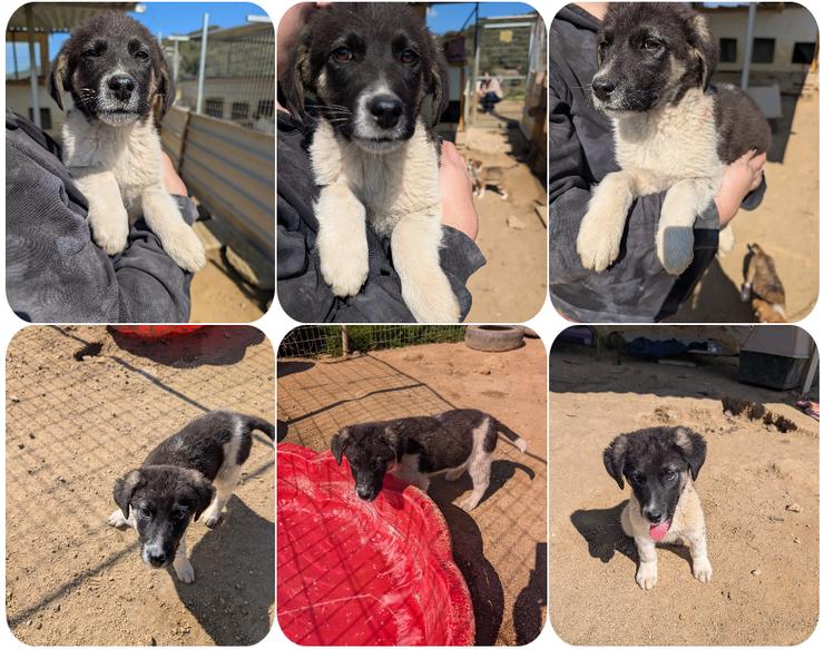 Bowie – fröhlicher kleiner Entdecker 