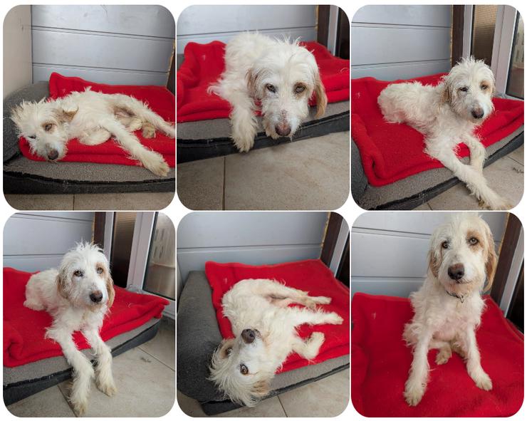 Valentina – eine sanfte Hündin, die Menschen sehr liebt 