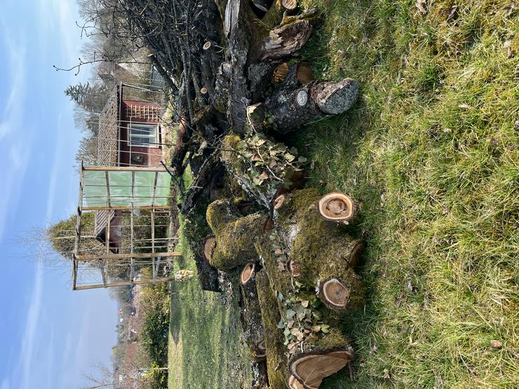 Kirschbaumholz, 80 Jahre alt, 25 cm im Durchmesser, ca. 60 - 80 cm lange Äste