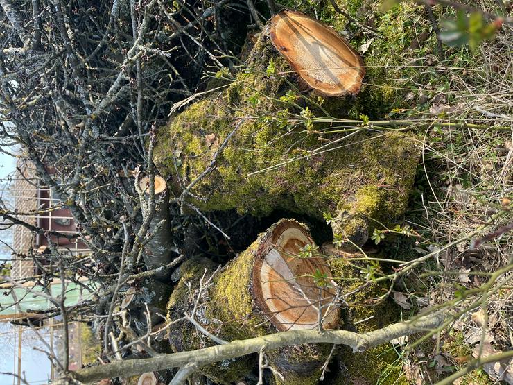 Bild 2: Kirschbaumholz, 80 Jahre alt, 25 cm im Durchmesser, ca. 60 - 80 cm lange Äste