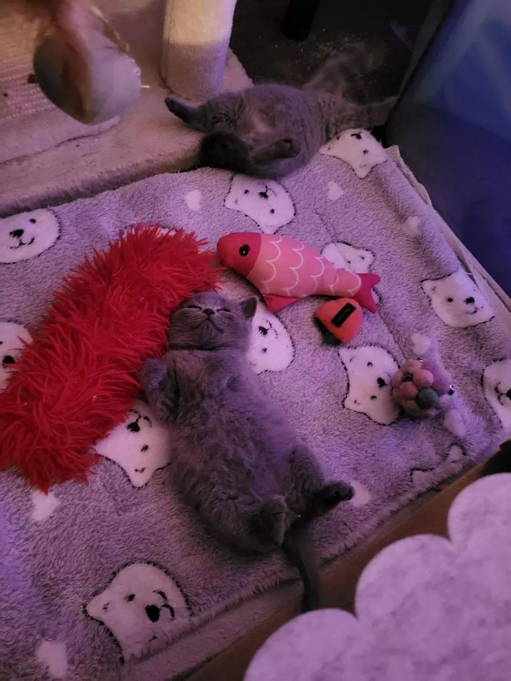 "Fünf kleine BKH-Wölkchen suchen ihr Herzenszuhause"