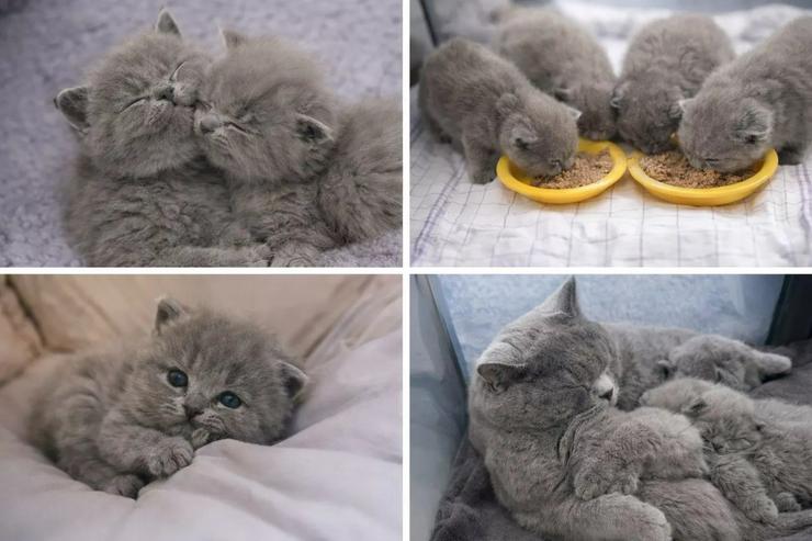 Bild 3: "Fünf kleine BKH-Wölkchen suchen ihr Herzenszuhause"