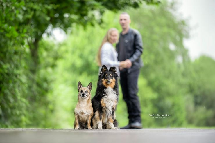 Bild 5:  Herzensaufruf an alle Hundemenschen