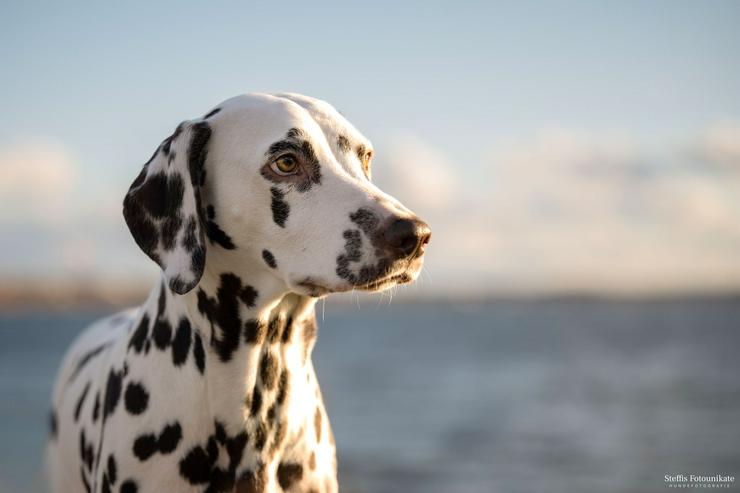 Bild 3:  Herzensaufruf an alle Hundemenschen