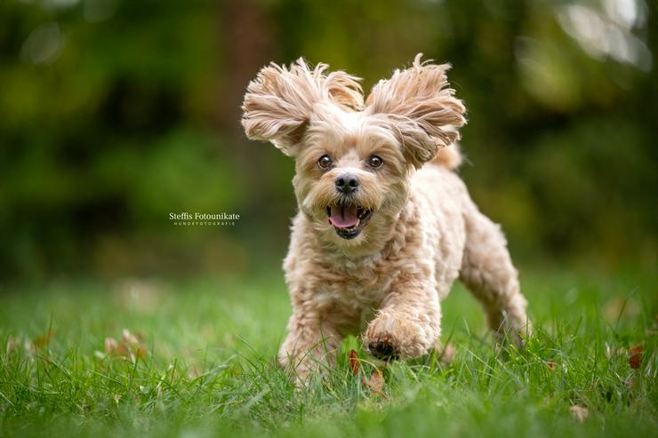 Bild 9:  Herzensaufruf an alle Hundemenschen