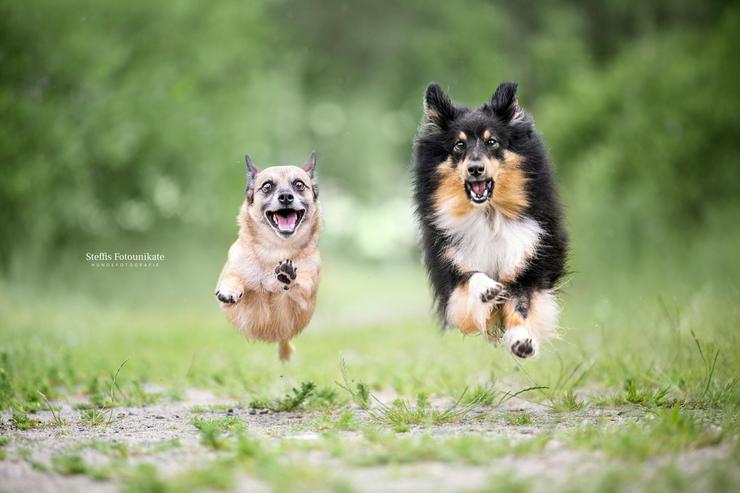 Bild 6:  Herzensaufruf an alle Hundemenschen