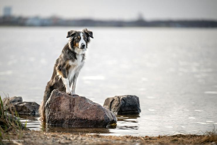 Bild 4:  Herzensaufruf an alle Hundemenschen
