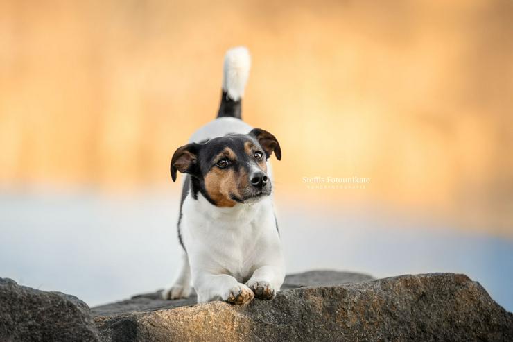 Bild 7:  Herzensaufruf an alle Hundemenschen