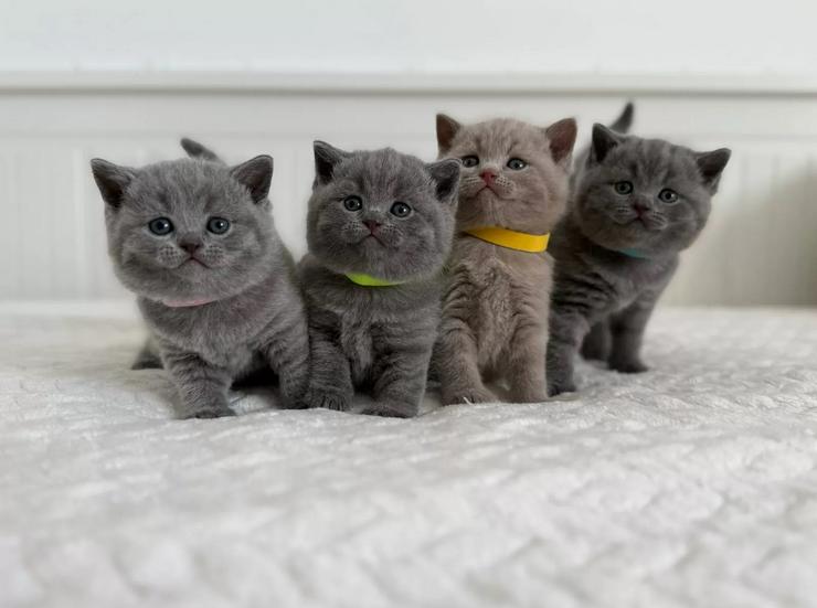 BKH Kitten reinrassig blau, lilac, Britisch Kurzhaar Katzen