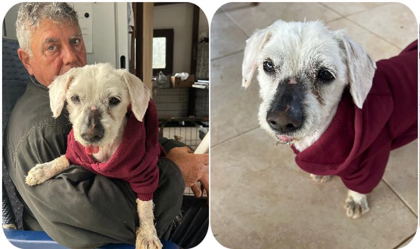 Kenzo – kleiner, anhänglicher Herzenshund