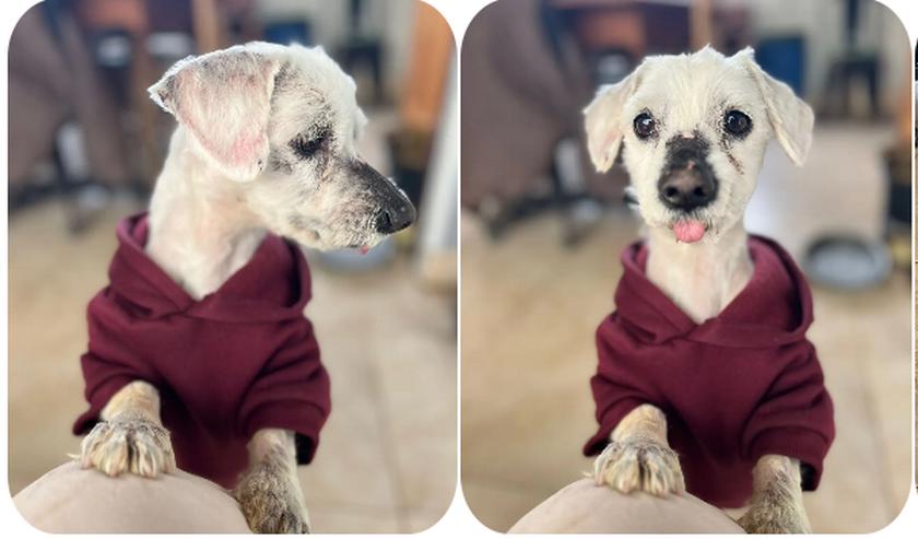 Bild 2: Kenzo – kleiner, anhänglicher Herzenshund