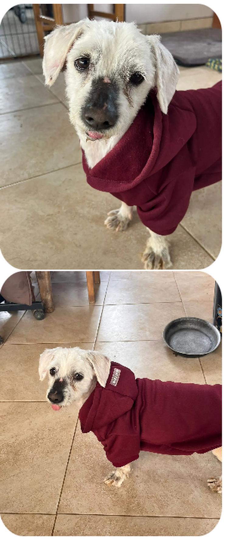 Bild 3: Kenzo – kleiner, anhänglicher Herzenshund