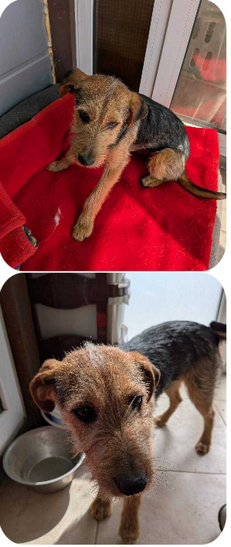 Bild 3: Grisou – offener kleiner Mann mit grossem Herz