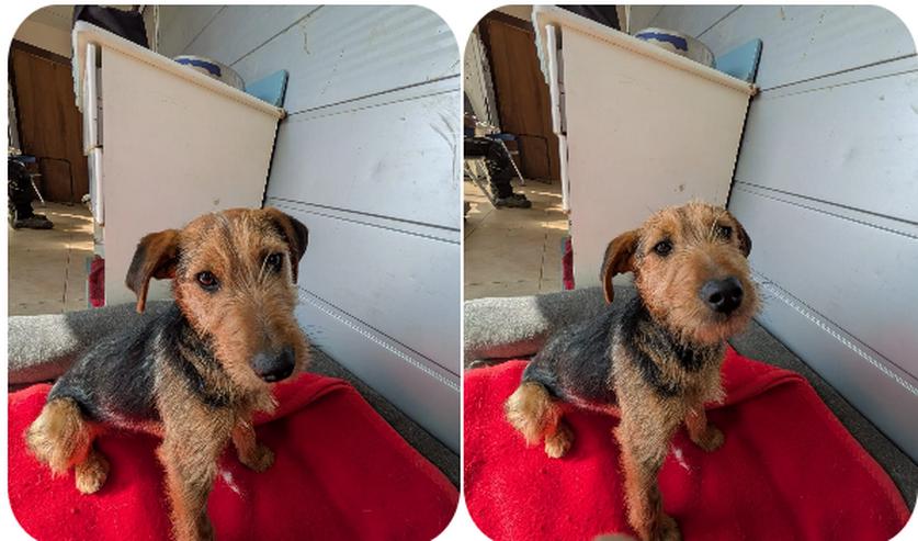 Grisou – offener kleiner Mann mit grossem Herz