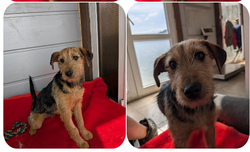 Bild 2: Grisou – offener kleiner Mann mit grossem Herz