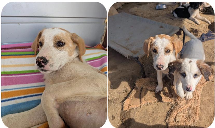 Bild 2: Fanni – kleines Mädchen auf der Suche nach Liebe