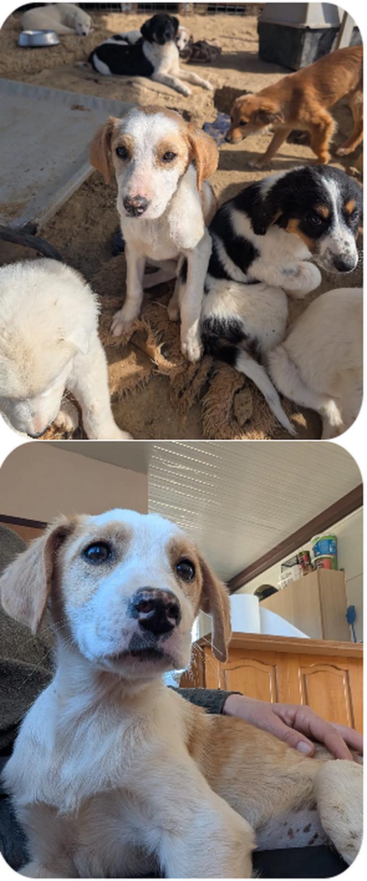 Bild 3: Fanni – kleines Mädchen auf der Suche nach Liebe