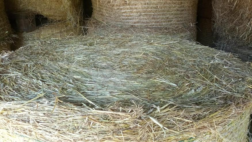 Bild 2: Heu Rundballenheu Heuballen Transport