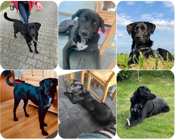 Mila möchte nun gerne ankommen, hat doch schon so viel gelernt!  - Mischlingshunde - Bild 1